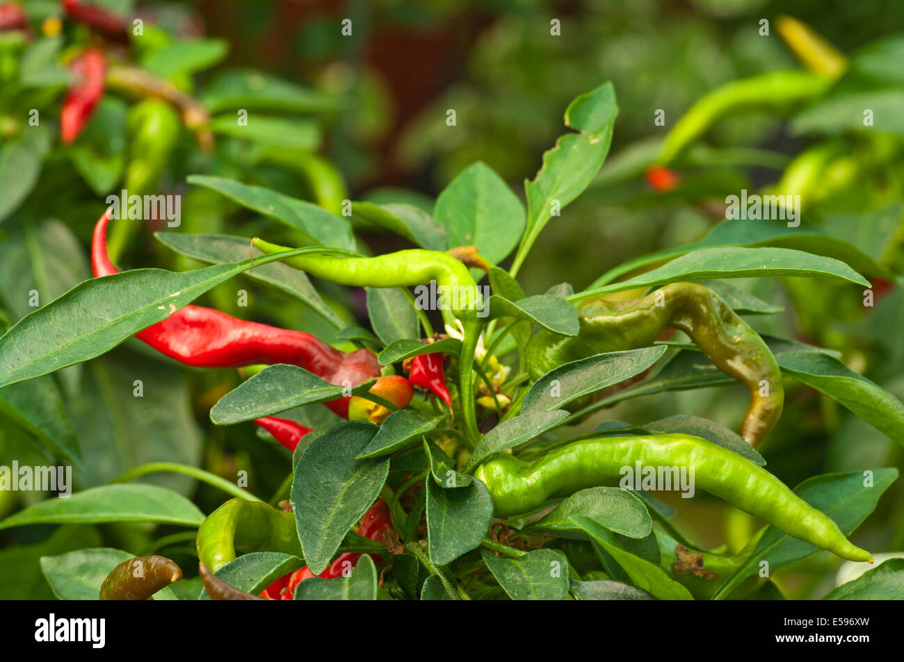 Capsicum annuum commonly known as Krakatoa Chili Pepper Stock Photo
