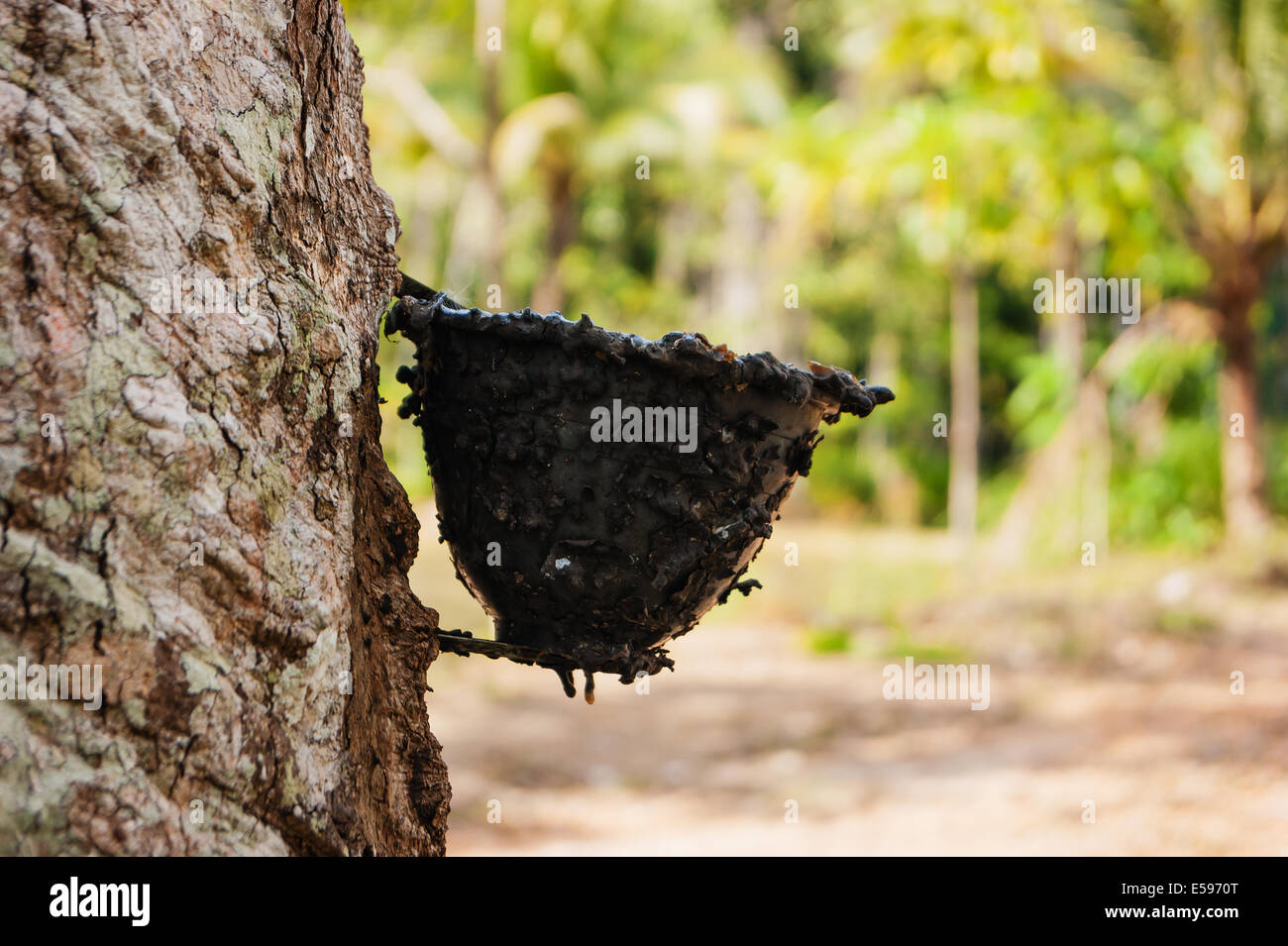 Rubber tree plantation on the island of Phuket, Thailand Stock Photo