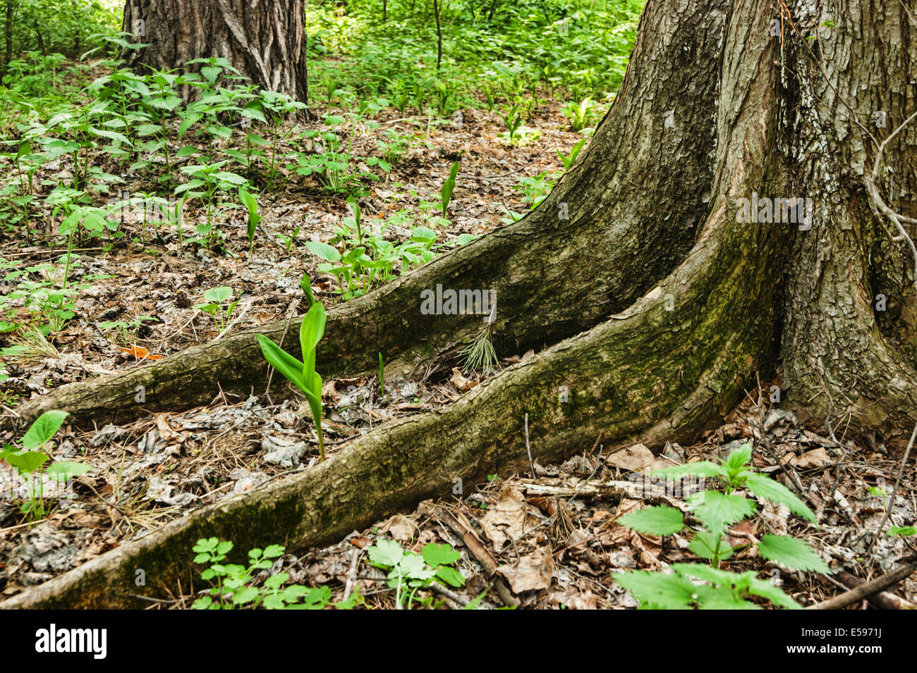 big tree roots Stock Photo Alamy