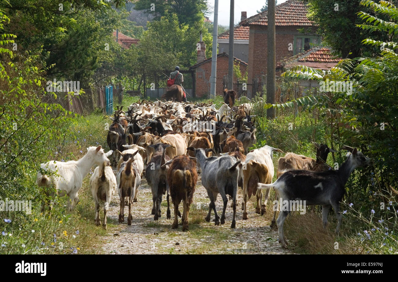 Malomirovo, Bulgaria. 24th July, 2014. Collecting the herd and walking the goats several miles to the nearest river or lake for water and pasture usually earning just 1 euro a goat per month, the herder can take out up to approx 100 to 150 goats a day to earn a basic living wage. Credit:  Clifford Norton/Alamy Live News Stock Photo