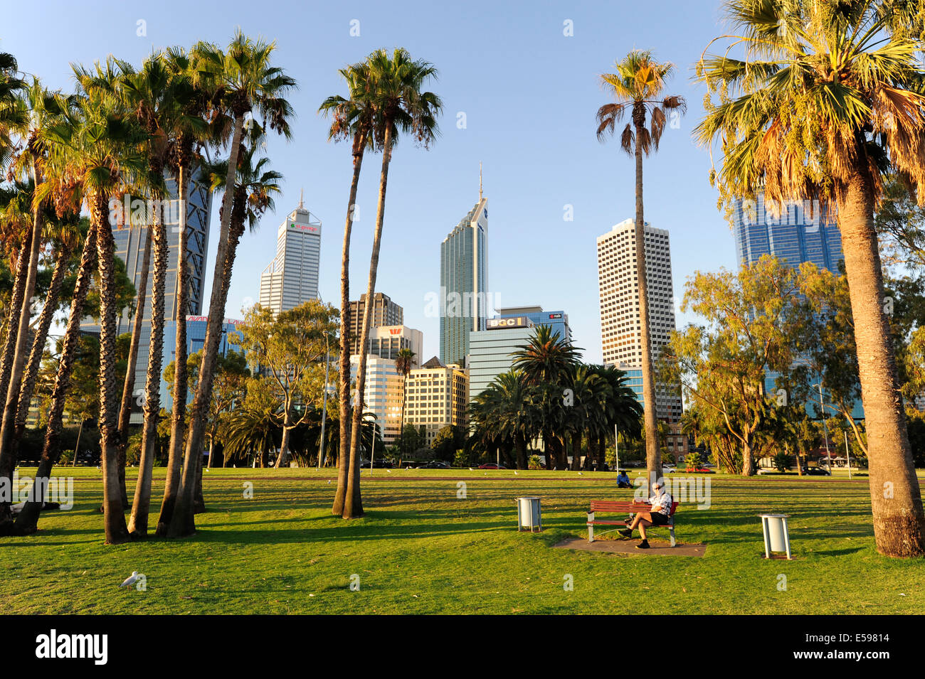 Australia, Perth, central business district, Esplanade, palm trees in