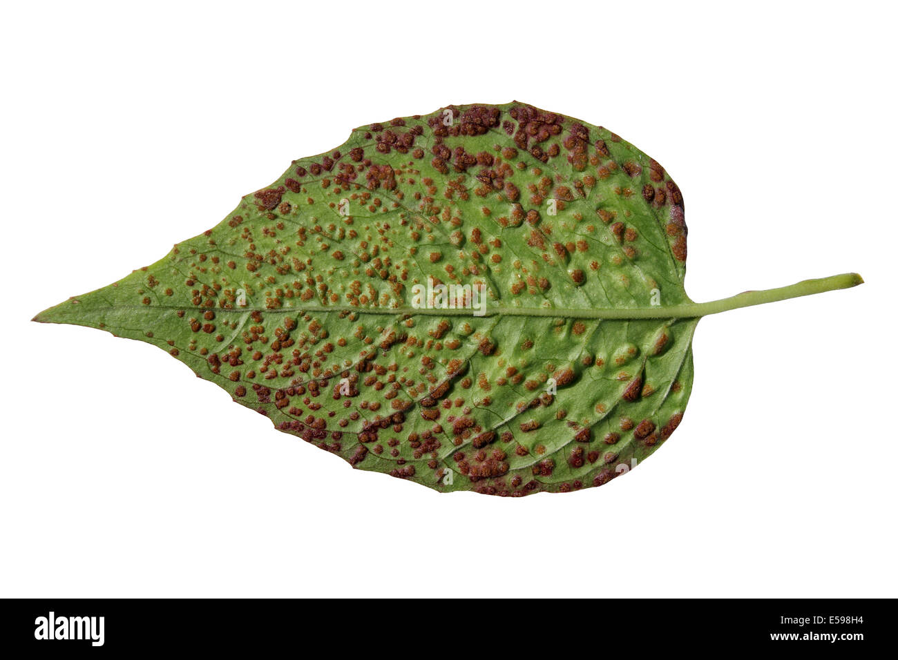Rust Fungus Puccinia circeae on Enchanter's-nightshade Circaea lutetiana Leaf Stock Photo