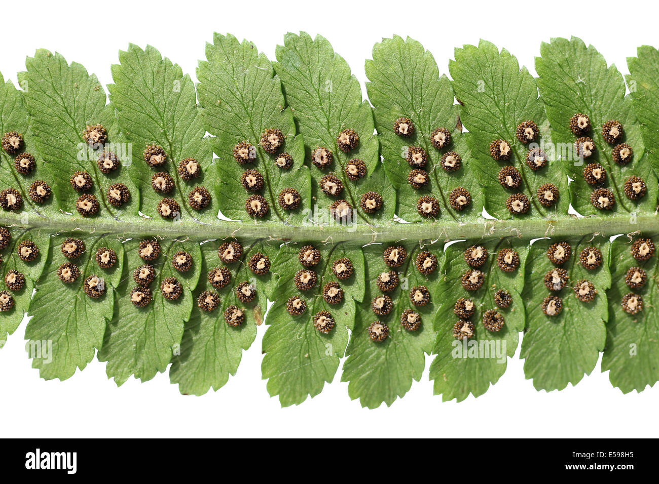 Male-fern Dryopteris filix-mas underside of frond showing mature sori Stock Photo