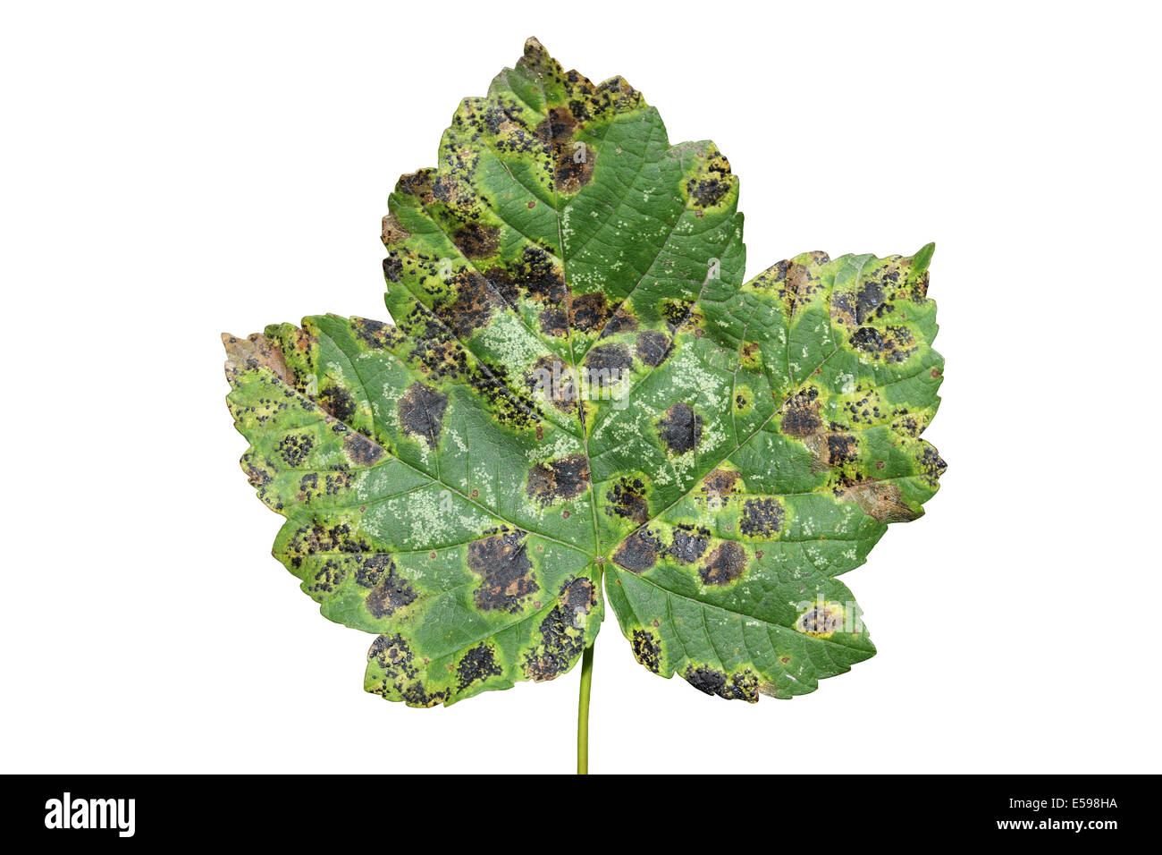 Tar Spot Fungus Rhytisma acerinum On Sycamore Acer pseudoplatanus Leaves Stock Photo