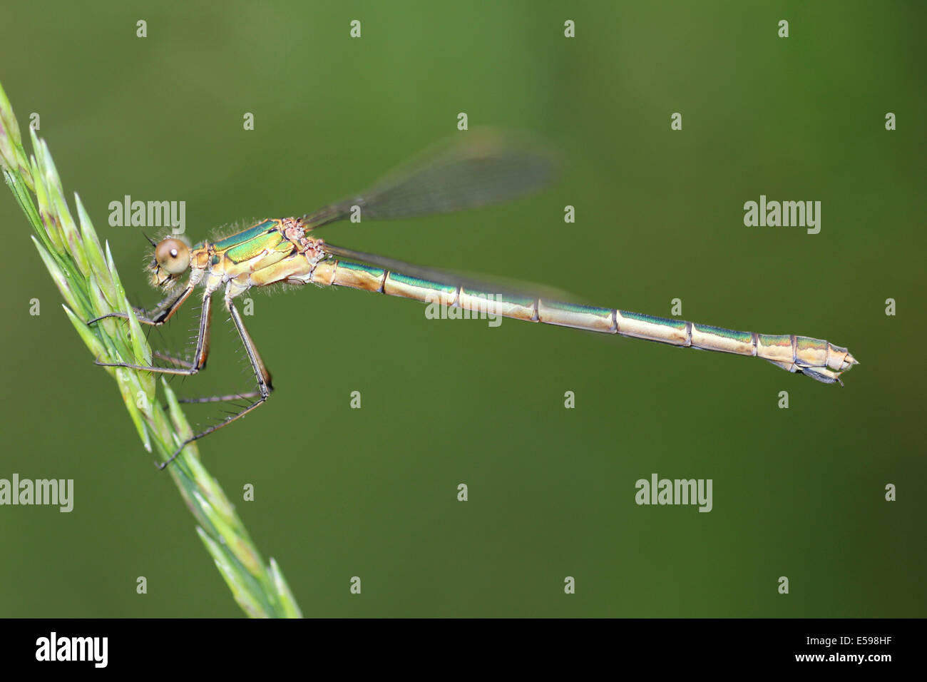 Emerald Damselfly Lestes sponsa Stock Photo