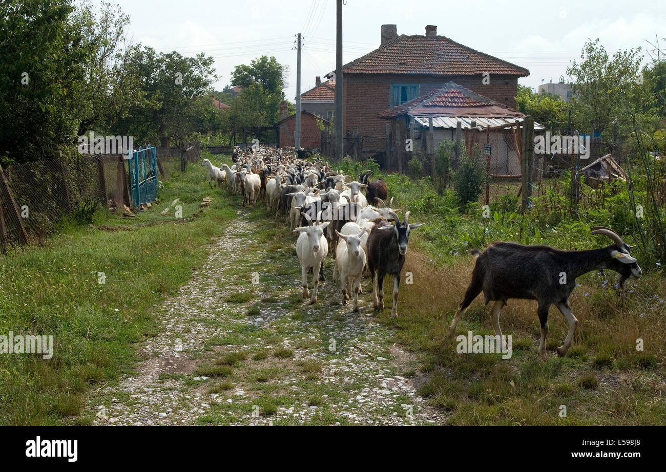 Malomirovo, Bulgaria. 24th July, 2014. Collecting the herd and walking the goats several miles to the nearest river or lake for water and pasture usually earning just 1 euro a goat per month Credit:  Clifford Norton/Alamy Live News Stock Photo