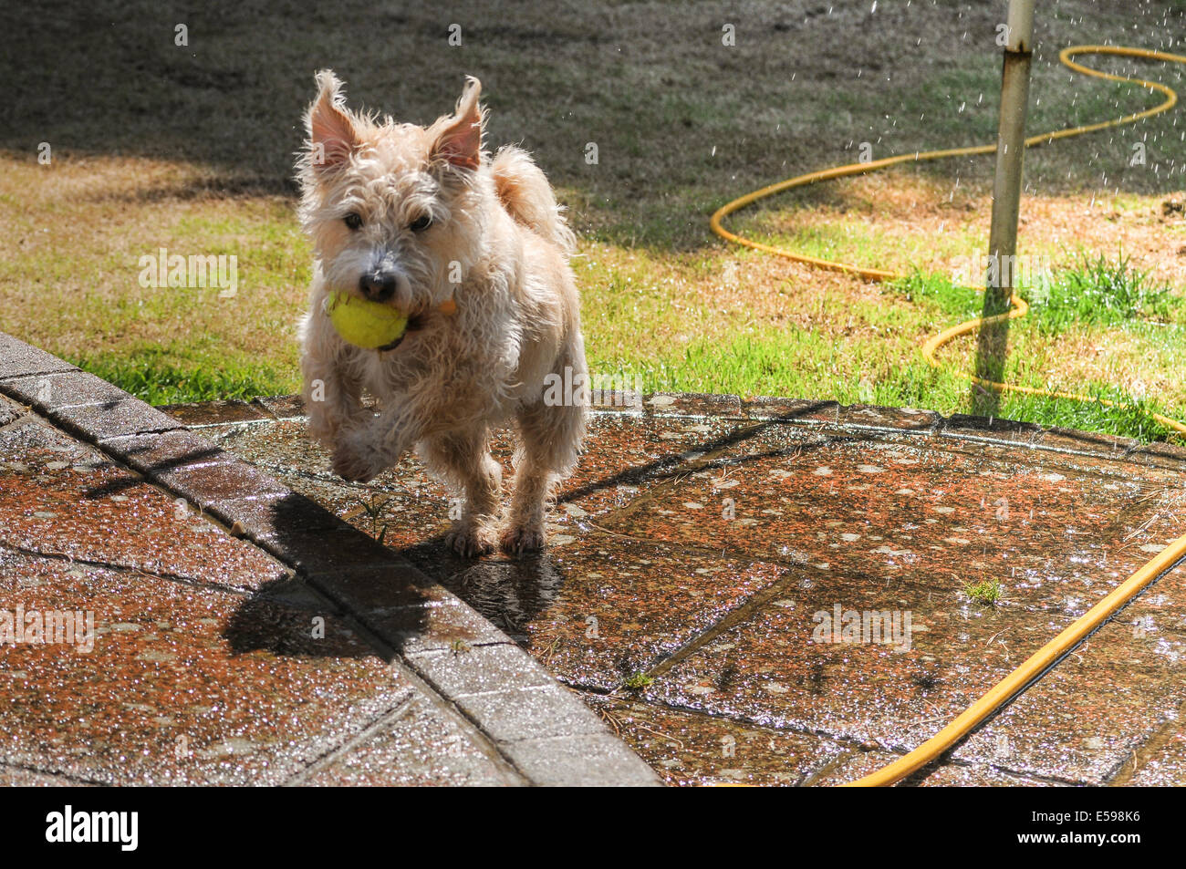 Heathfield, Sussex, UK.24 July 2014. Temperature soars again in Sussex. This dog plays in the lawn sprinkler shower. Credit:  David Burr/Alamy Live News Stock Photo