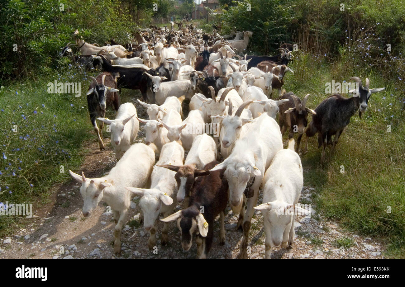 Malomirovo, Bulgaria. 24th July, 2014. Collecting the herd and walking the goats several miles to the nearest river or lake for water and pasture usually earning just 1 euro a goat per month Credit:  Clifford Norton/Alamy Live News Stock Photo
