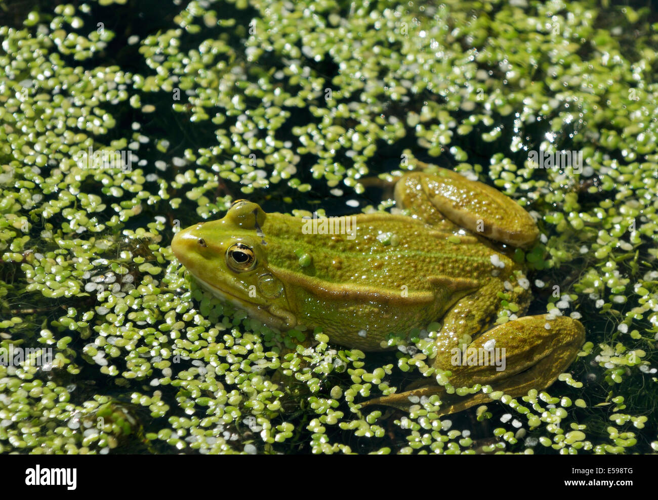 Marsh Frog - Rana ridibunda in Duck Weed Stock Photo
