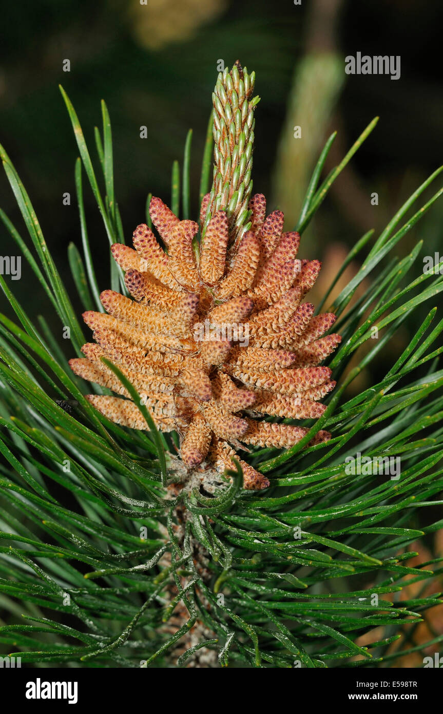 Pinus sylvestris flowers hi-res stock photography and images - Alamy