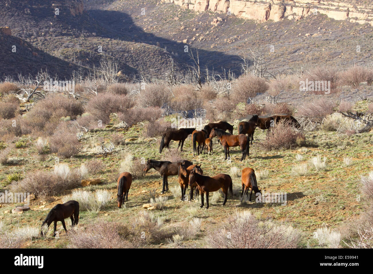 Herd of wild horses grazing near canyon floor in American southwest Stock Photo
