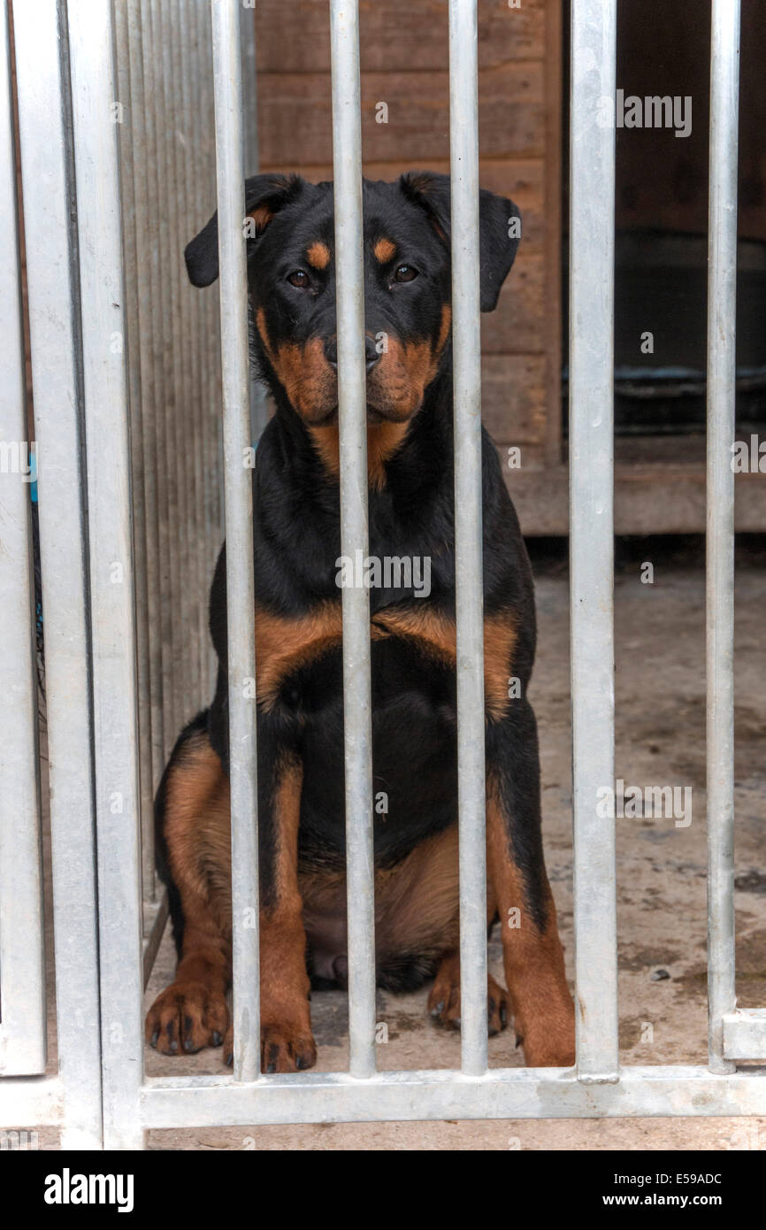 Seven month old Rottweiler in outdoor kennel Stock Photo