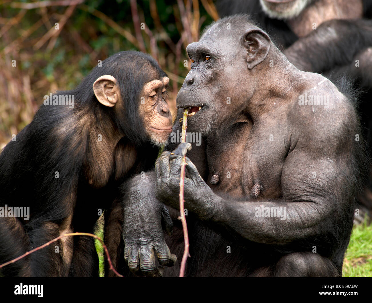 Two chimpanzees Stock Photo