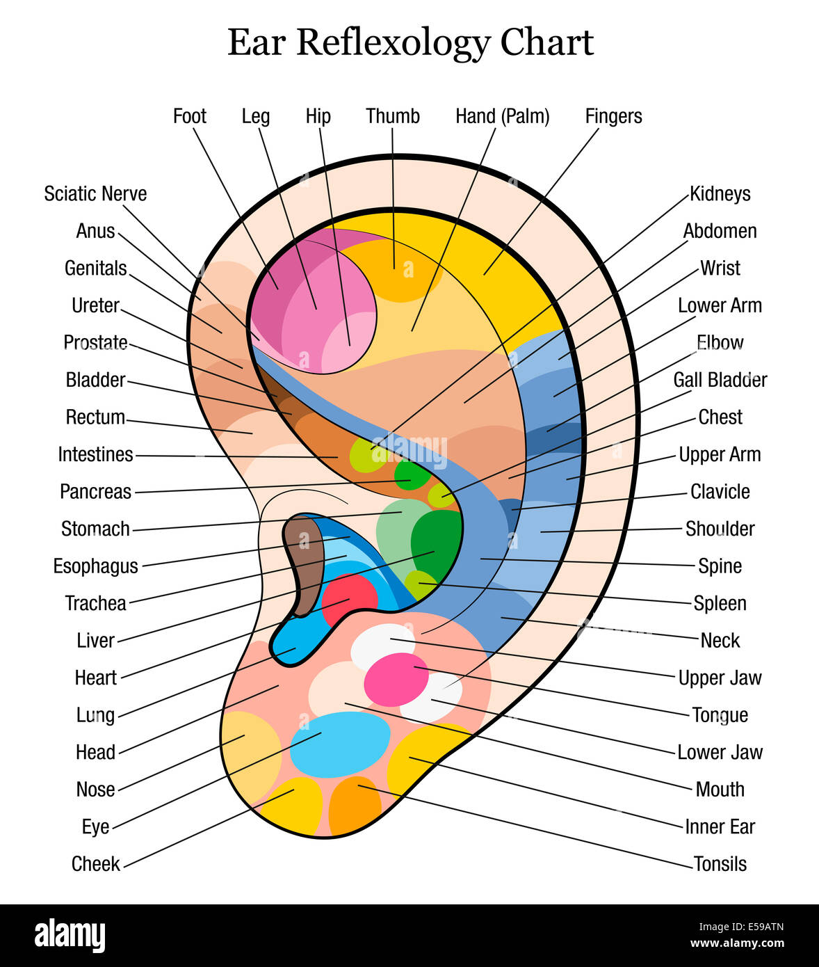 Ear reflexology chart with accurate description of the corresponding internal organs and body parts. Stock Photo