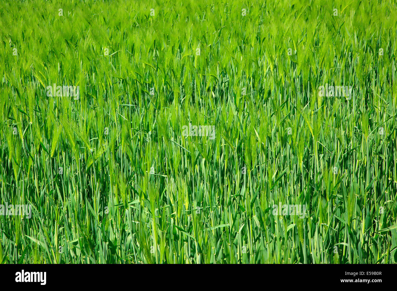 England, West Sussex, Crossbush, field of young green wheat, Triticum aestivum. Stock Photo