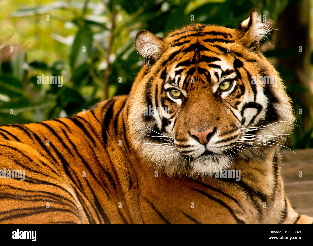 A Sumatran tiger, Panthera tigris sumatrae Stock Photo