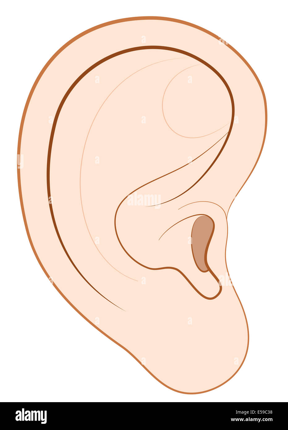 Illustration of a human right ear. Stock Photo
