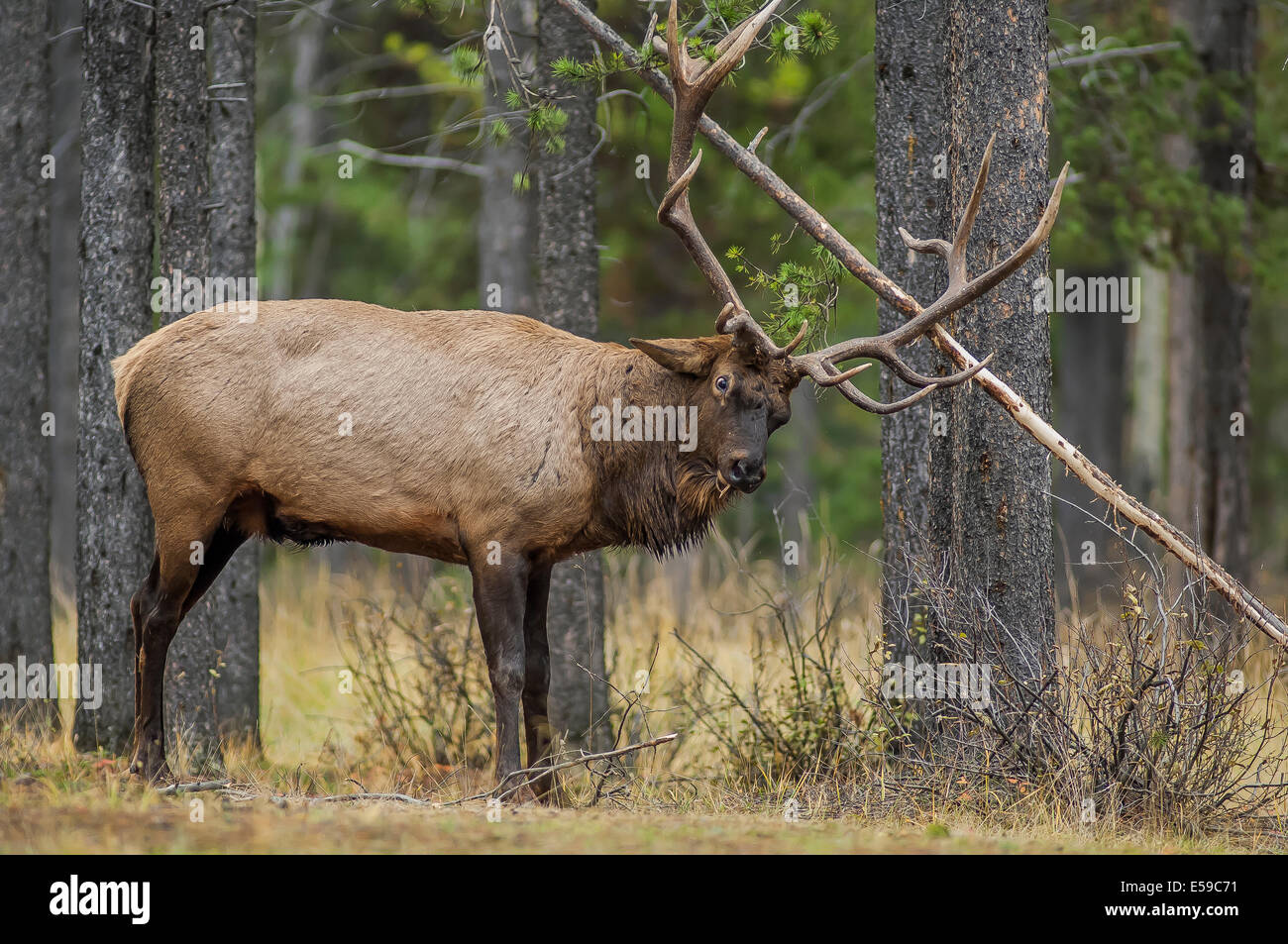 Bull Elk (Cervus elaphus). Mature bull thrasing a small tree during the mating season. Jasper National Park, Alberta, Canada. Stock Photo