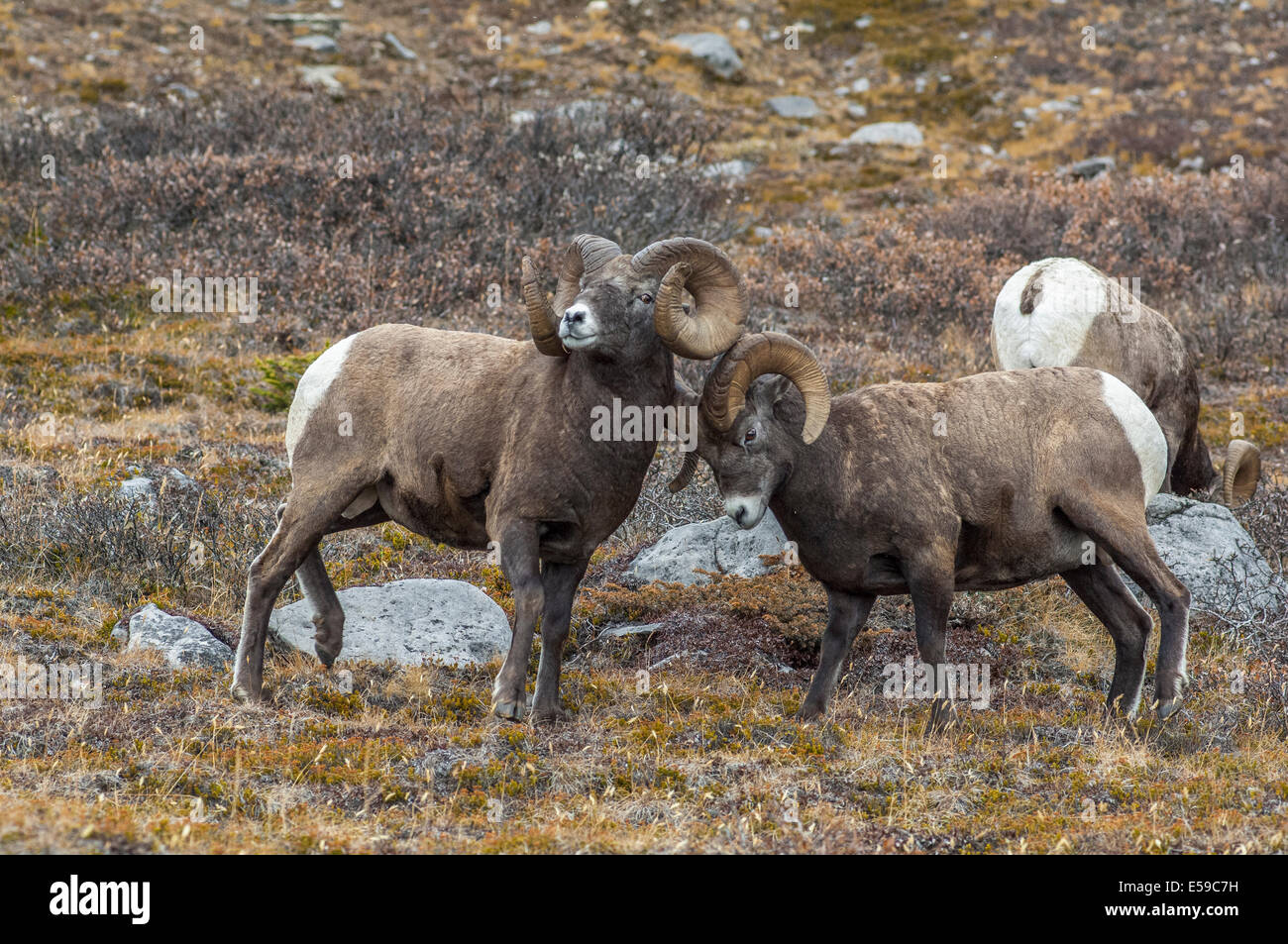 Mature bighorn rams (Ovis canadensis) sparring in a high mountain pass in Jasper National Park, Alberta, Canada. Stock Photo