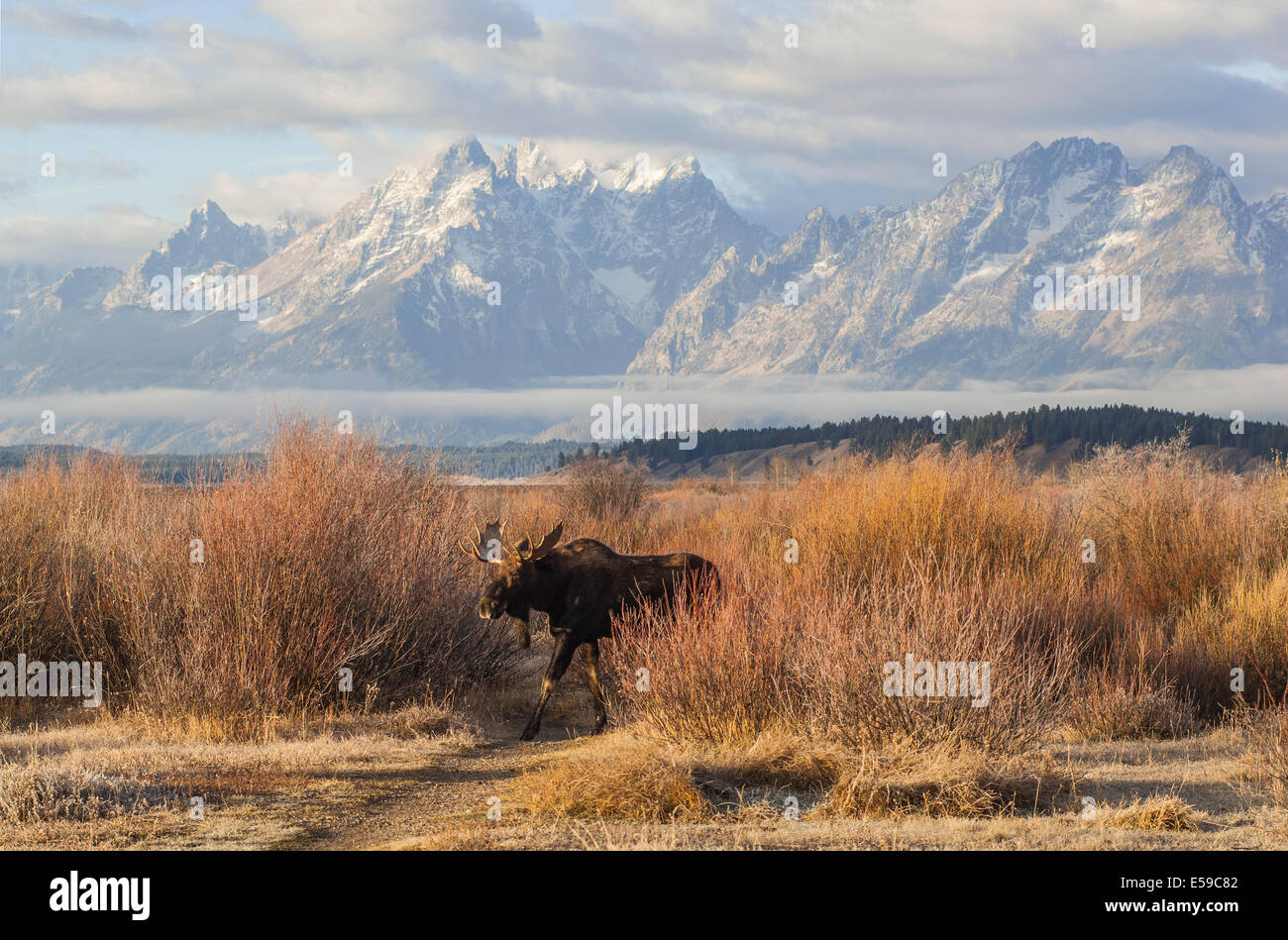 A Bull Moose rises at sunrise with the spectacular Grand Tetons as a back drop. Stock Photo