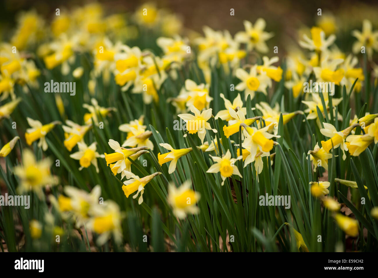 Wild daffodils (Narcissus pseudonarcissus) in Dymock Wood in ...