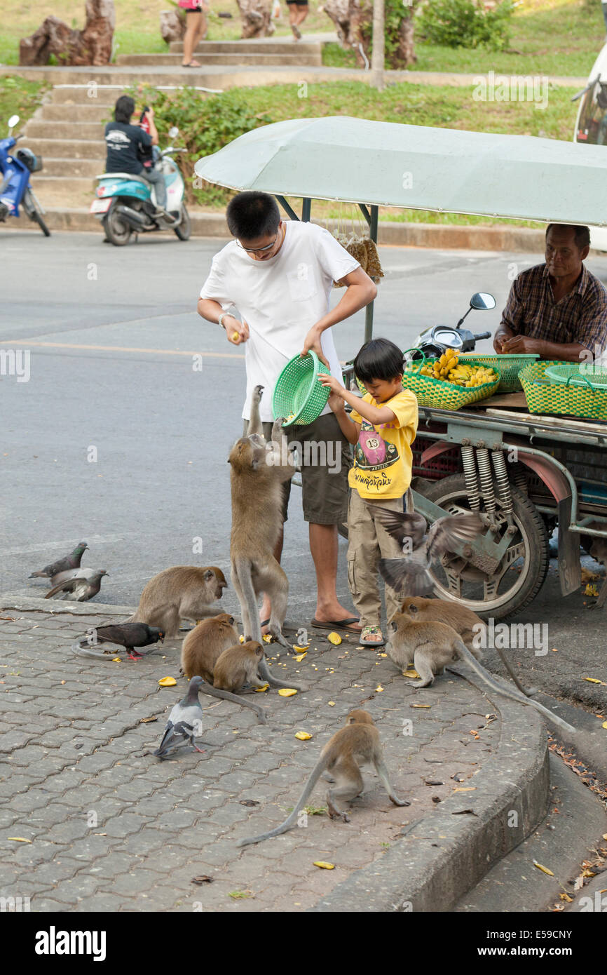 Playful macaque monkeys at the monkey's fun park, Tang Kuan hill, Songkhla, Thailand Stock Photo