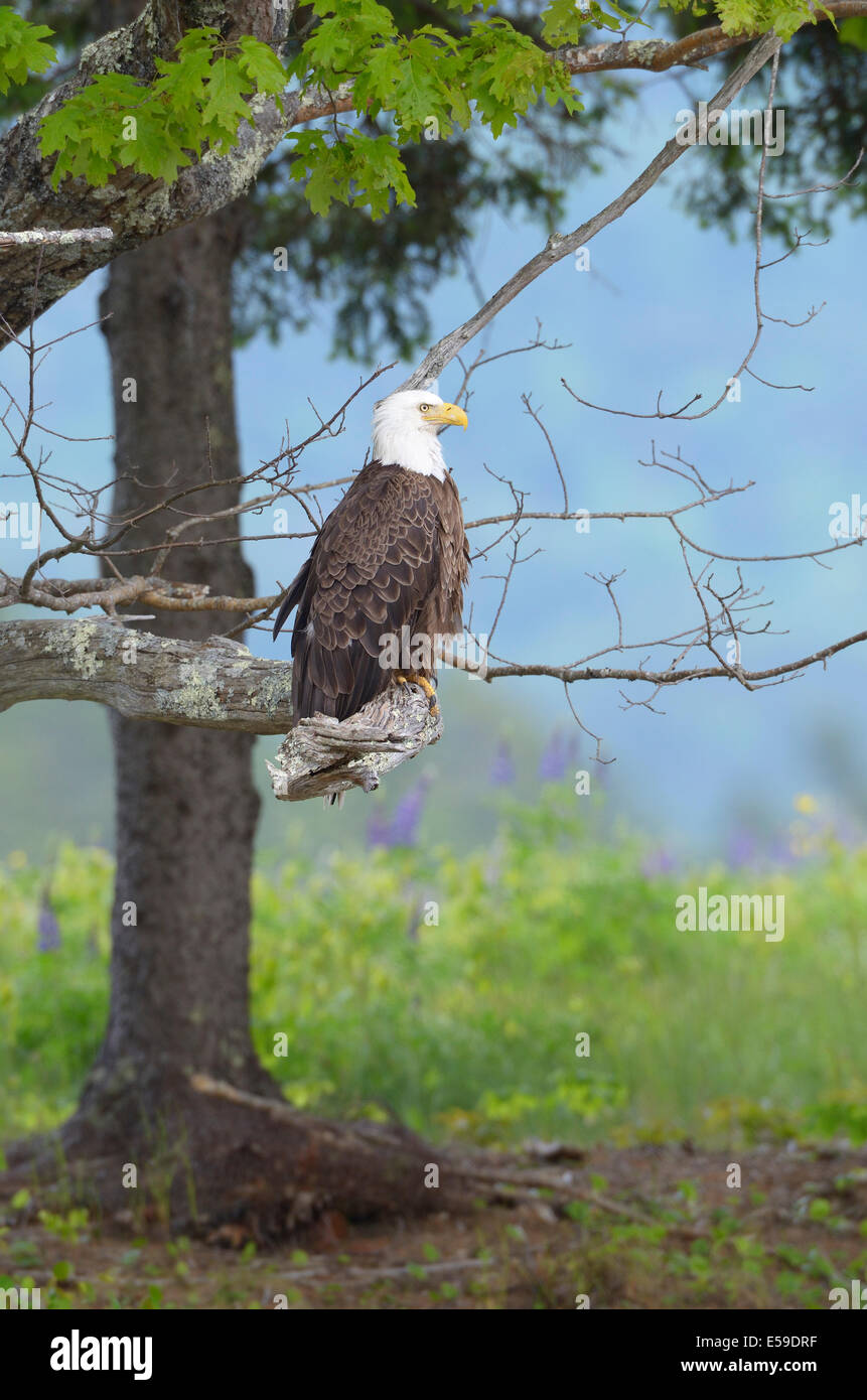 Bald Eagle (Haliaeetus leucocephalus). Acadia National Park, Maine, USA ...