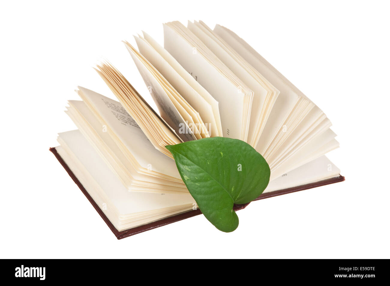 green leaf bookmark in a book isolated on white background Stock Photo