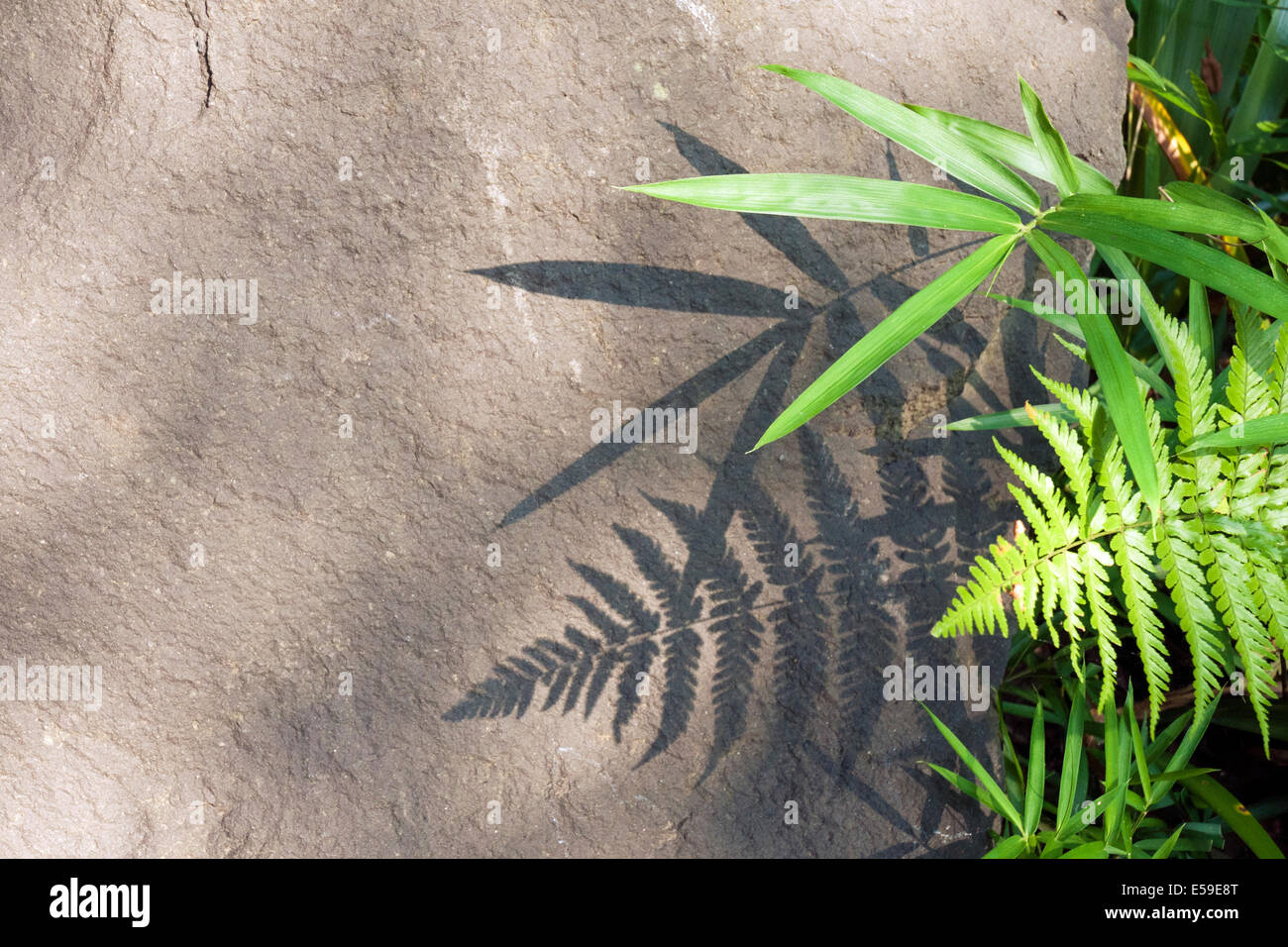 detailed green plants shadow on flat stone surface Stock Photo