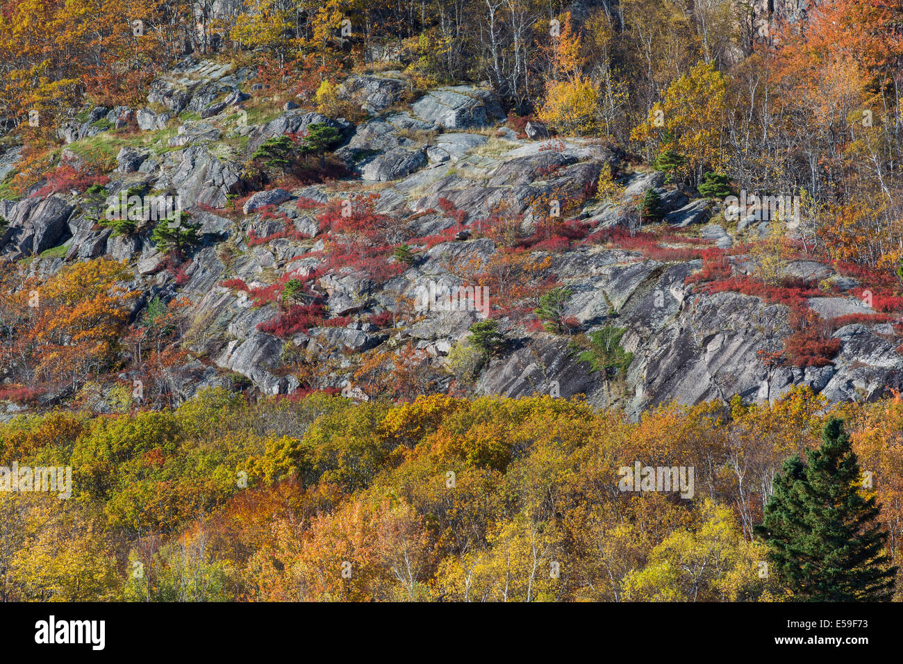 Acadia National Park, Maine, USA. Peak fall colors Stock Photo Alamy