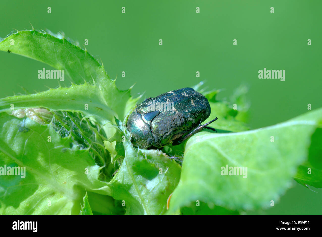 Rose chafer (Cetonia aurata)  climbing on a thistle Stock Photo