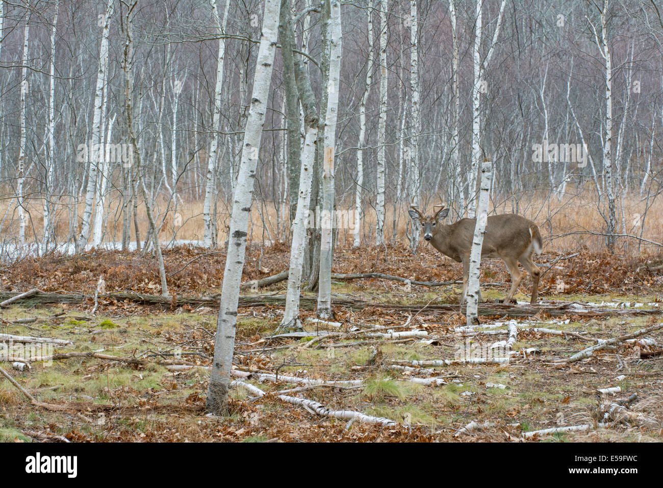 White-tailed Deer (Odocoileus virginianus). Mature Buck  in birch woods. Acadia National Park, Maine, USA. Stock Photo