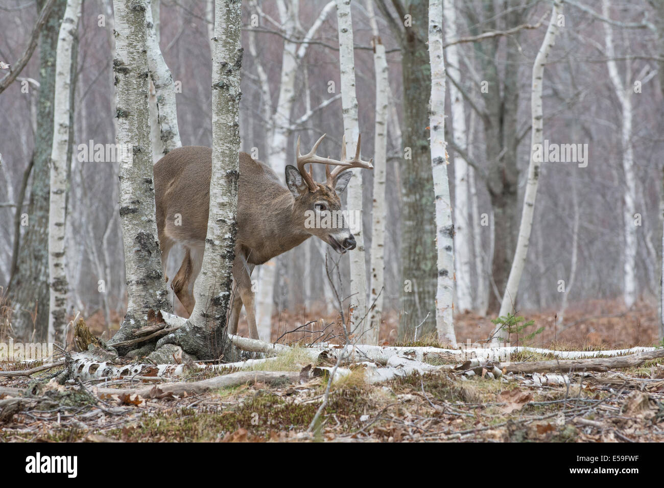 Birch trees with deer hires stock photography and images Alamy