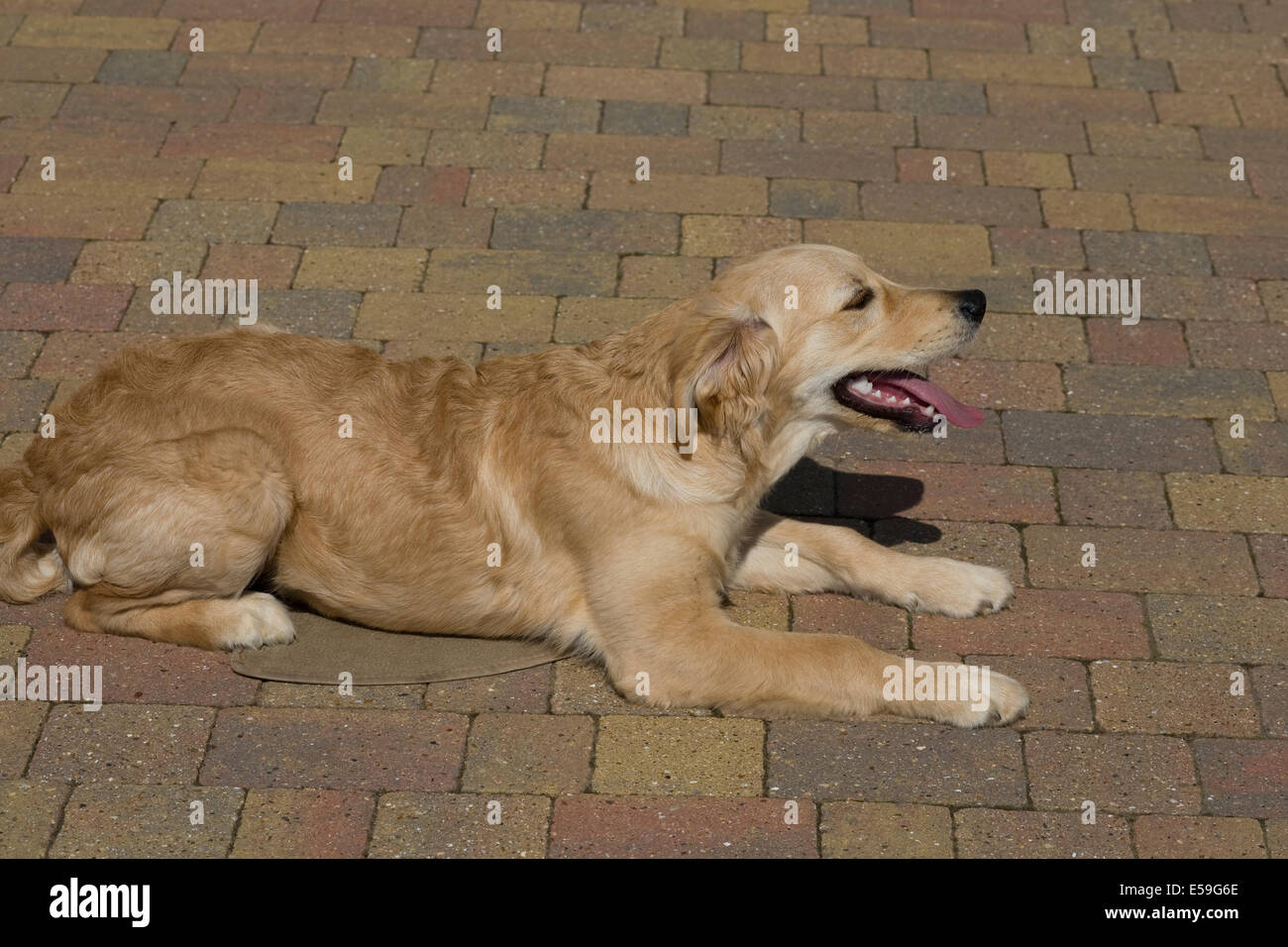 Marsden a 5 month old golden retriever puppy lies on a mat on the block paved grass outside the front of his breeder's home Stock Photo