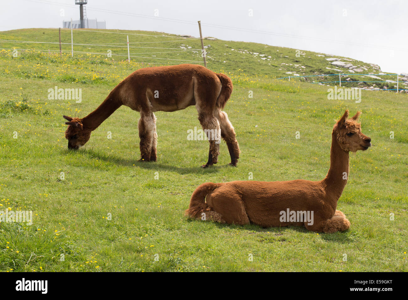 Llama grazing on hillside, Malcesine, Italy Stock Photo