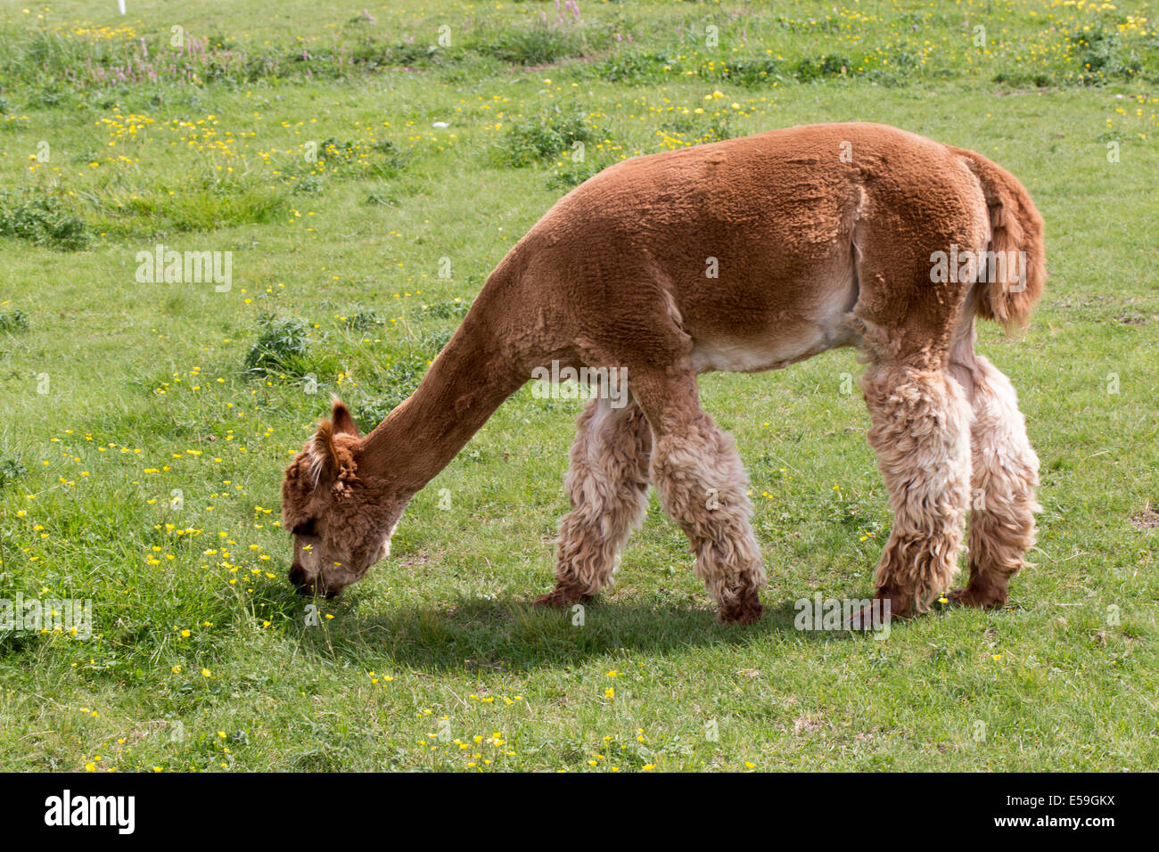 Llama grazing on hillside, Malcesine, Italy Stock Photo