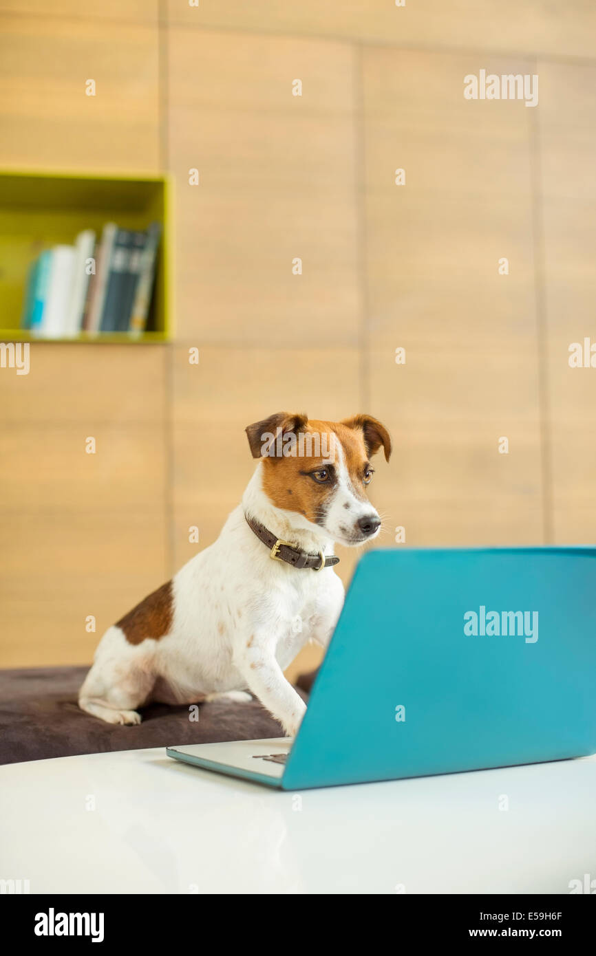 Dog working on laptop in office Stock Photo