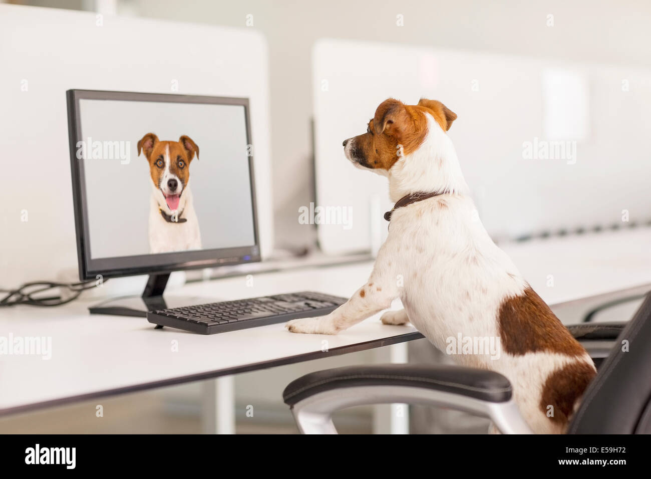 Dog standing at desk in office Stock Photo