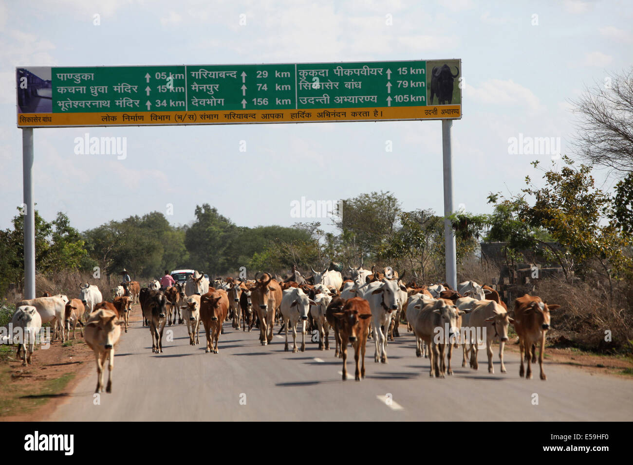Cattle on the highway causing traffic jam, Chattisgadh, India Stock Photo