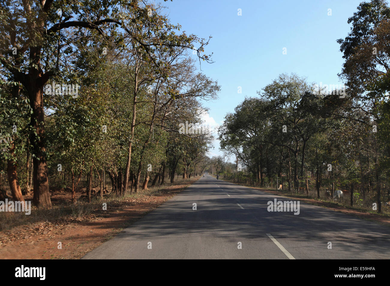 Road to tribal village through thick forest, Chattisgadh, India Stock Photo