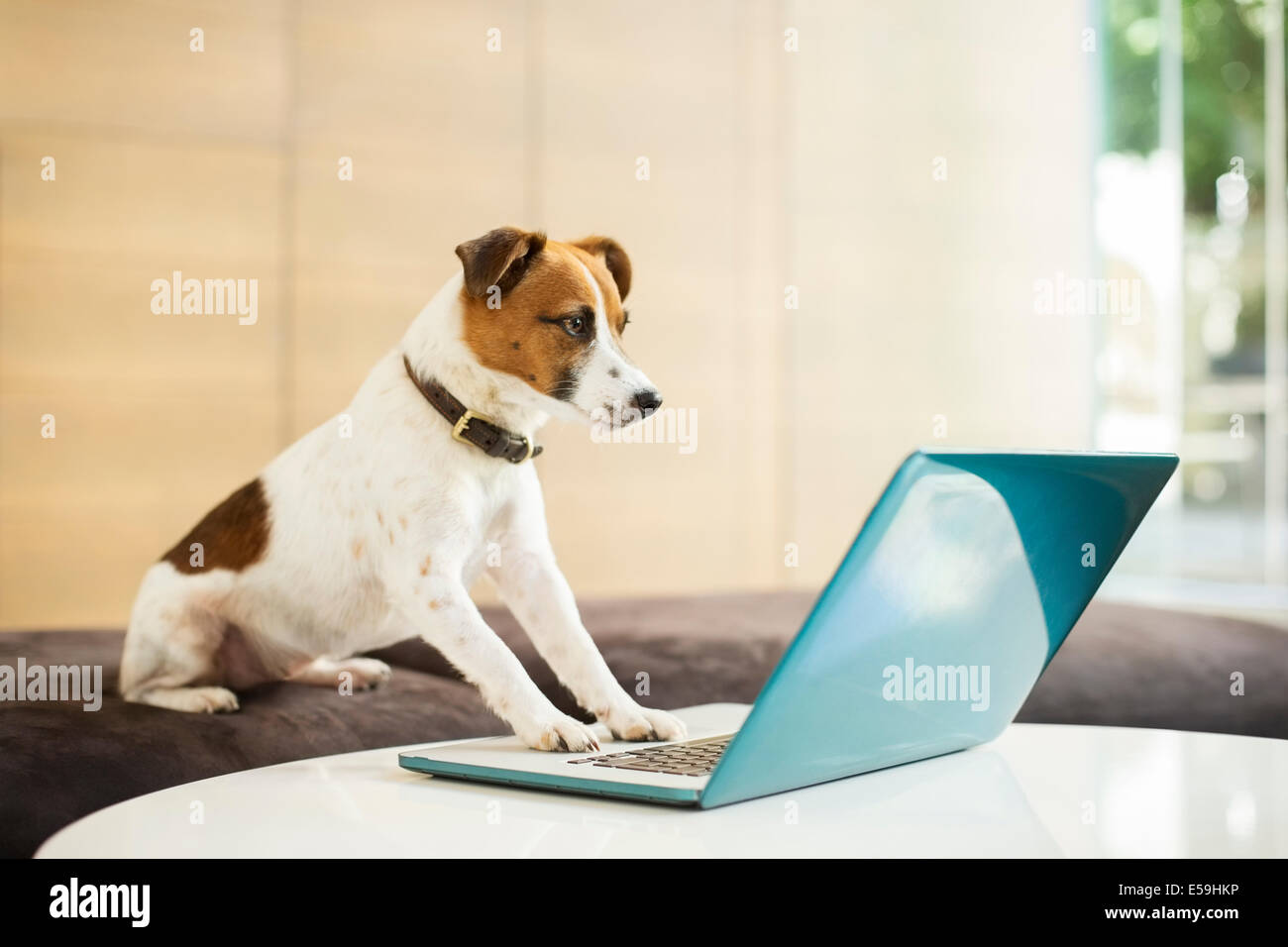 Dog working on laptop in office Stock Photo