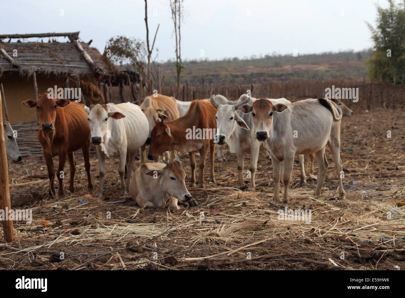 Cow herd, Matal Village, Chattisgadh, India Stock Photo