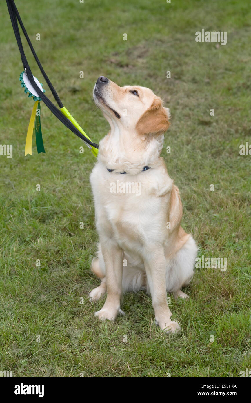 Tula, puppy in training with Dogs for the Disabled,almost one year old, who has just taken Kennel Club Good Citizen bronze award Stock Photo