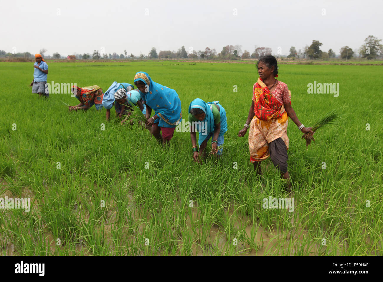 Tribal women working in paddy rice fields, Gond tribe. Mohuabhata Village, Chattisgadh, India Stock Photo