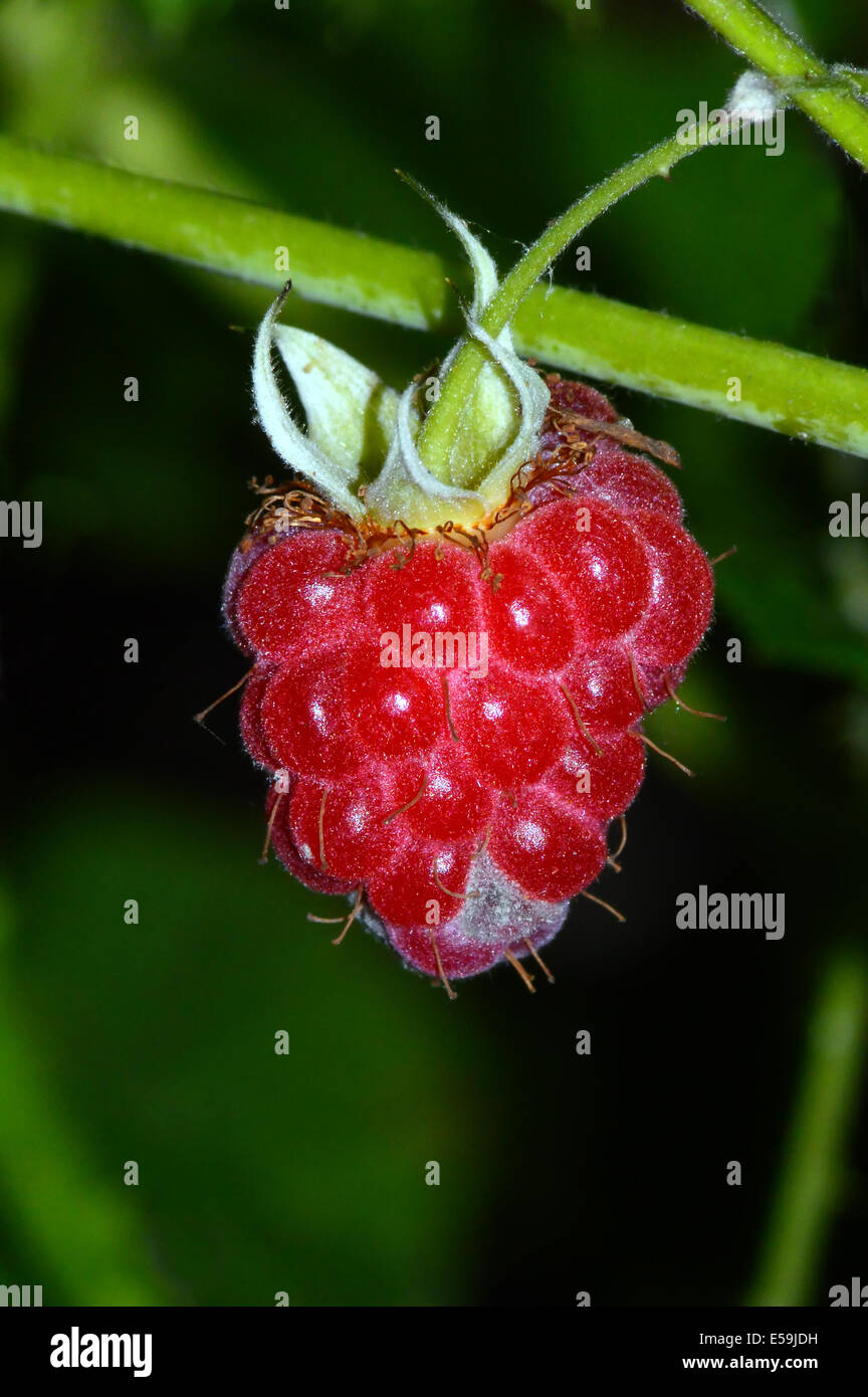 Bramble berry  ( Rubus fruticosa hybrid ) - single red berry on stalk Stock Photo