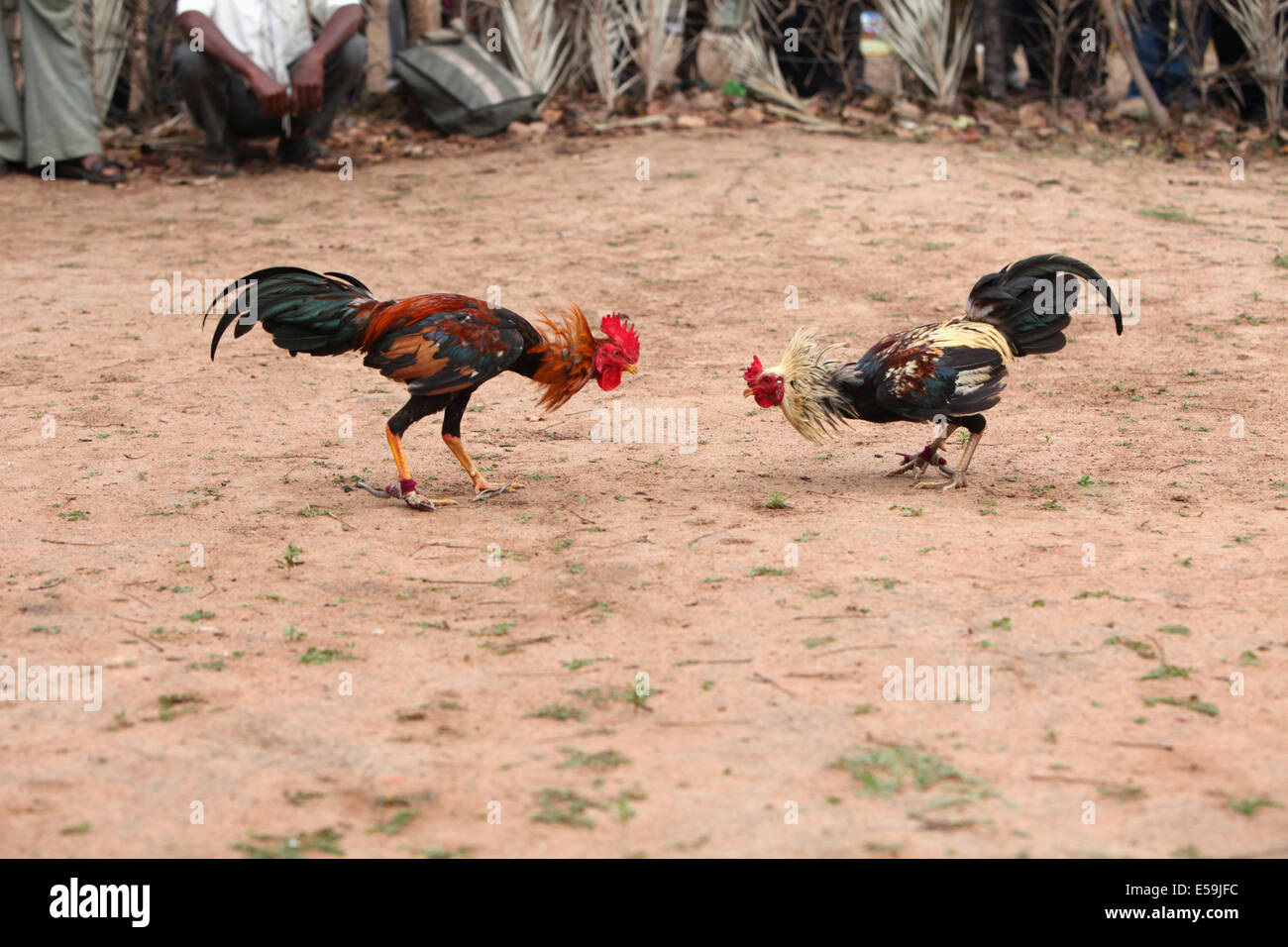 Cock Fight A Traditional Sports Entertainment Of Tribals Gond Tribe Cock Fight A Traditional Sports Entertainment Of Tribals Gond Tribe