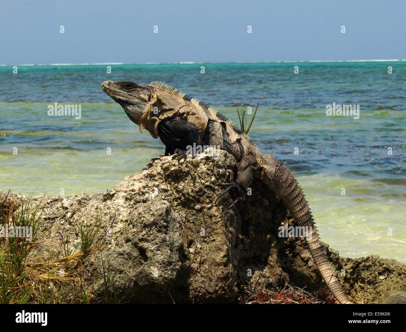 An Iguana sunning on a rock on an ocean background Stock Photo