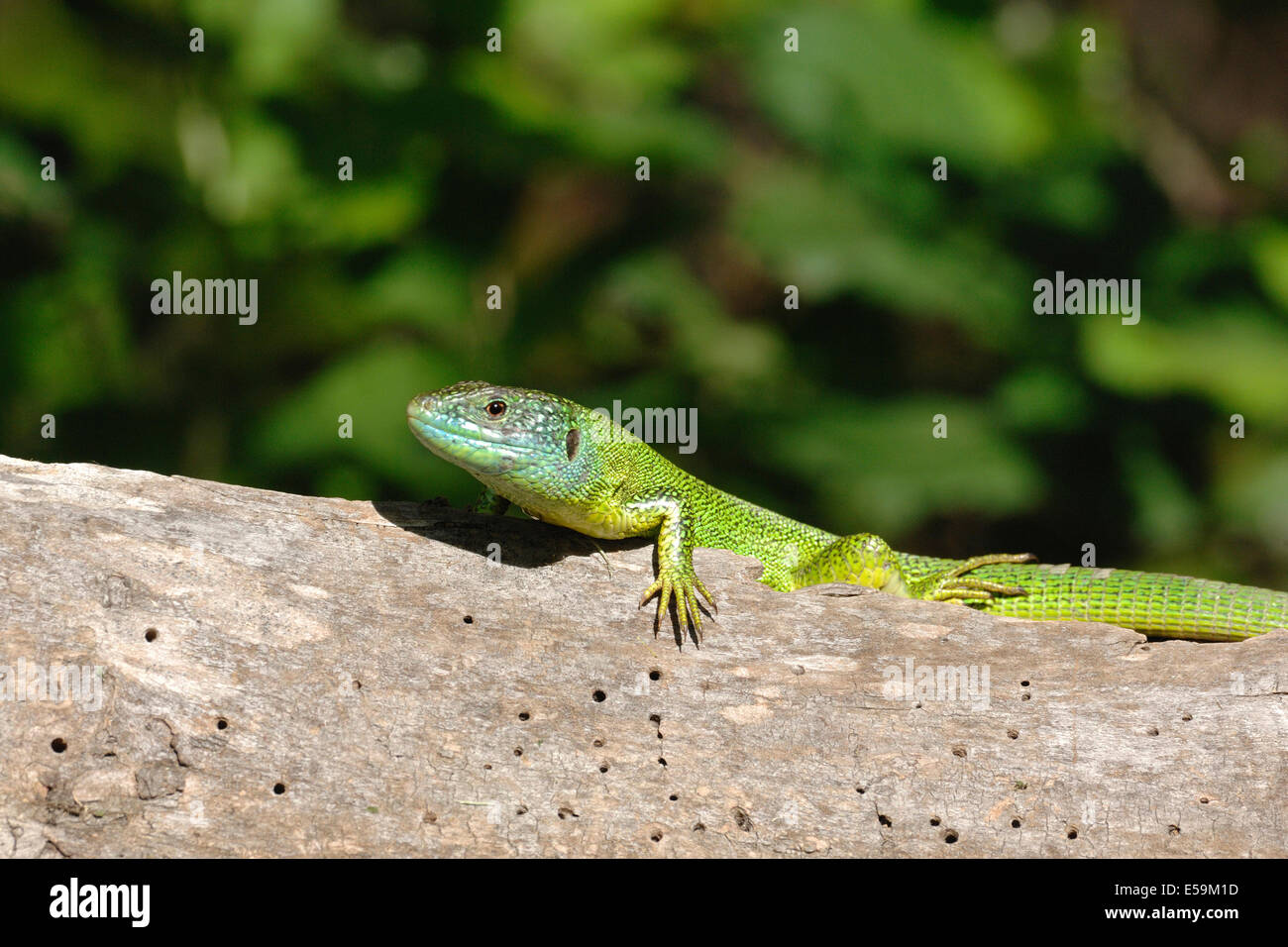 Lacerta viridis, European green lizard on a rock, portrait Stock Photo