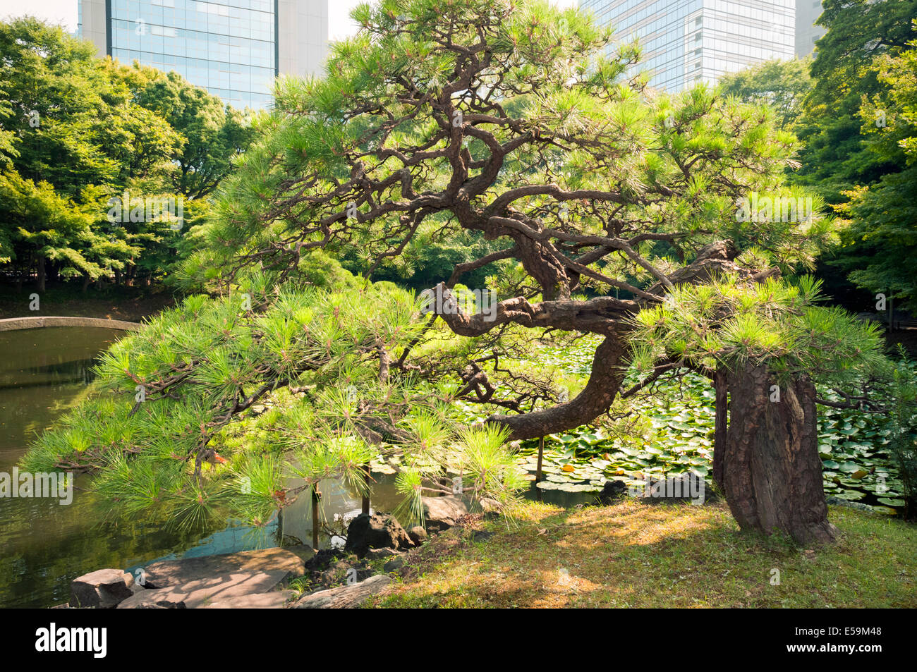 scenic Japanese pine tree in famous Korakuen park in Tokyo, Japan Stock Photo