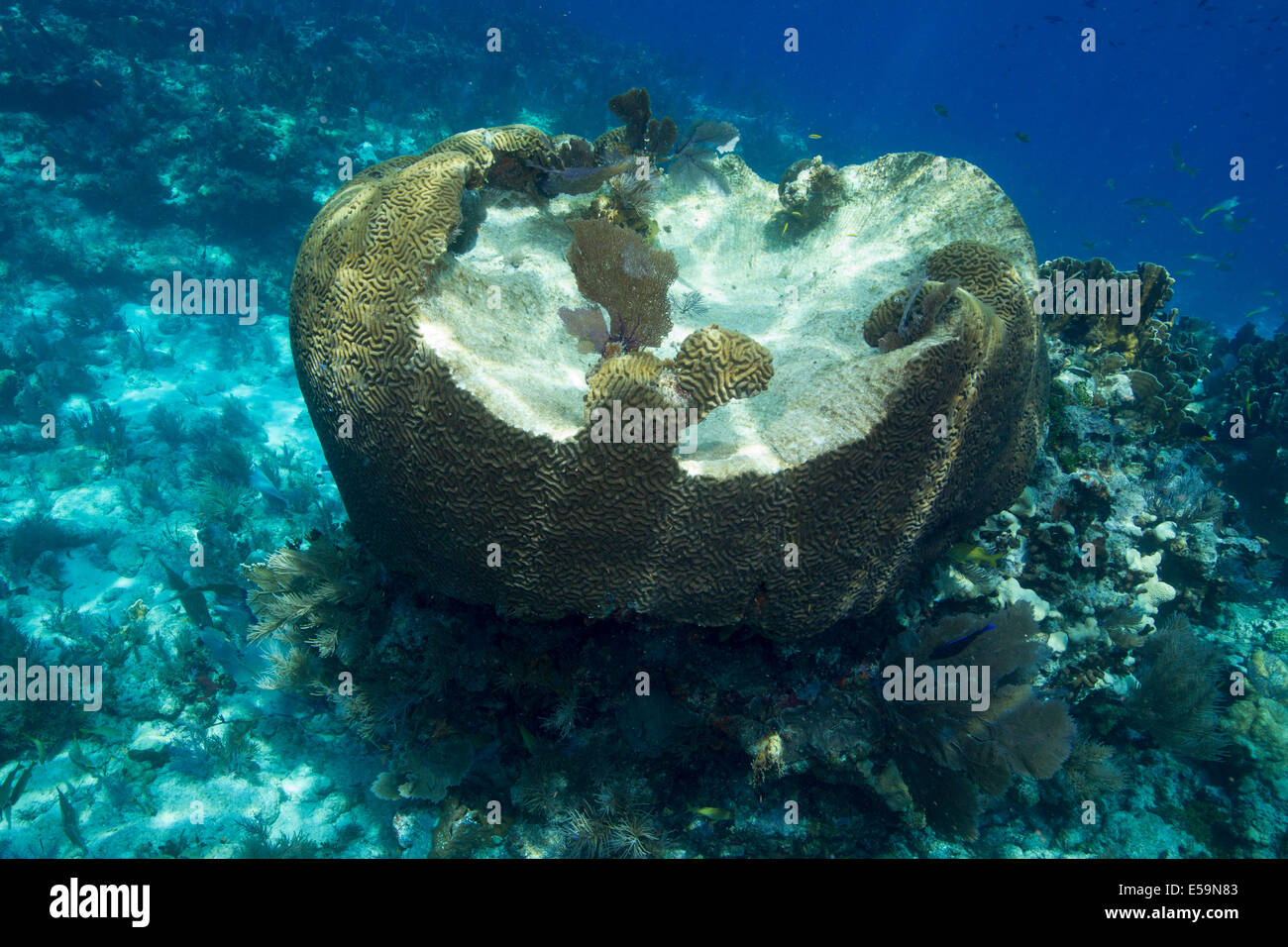 Damaged brain coral. Stock Photo